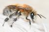 Anthophora plumipes